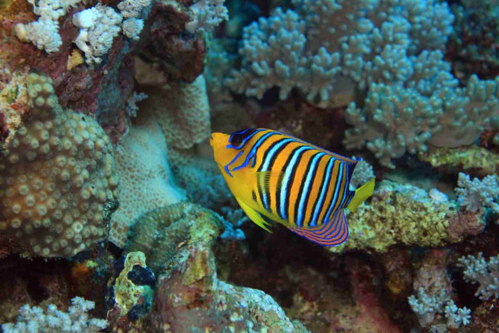 Decouverte de la Mer Rouge jour 2 Les Voyages de Pharaon Découverte de la mer Rouge Les Voyages de Pharaon